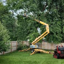 Best Storm Damage Tree Cleanup  in Mayville, ND