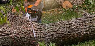 Best Hazardous Tree Removal  in Mayville, ND