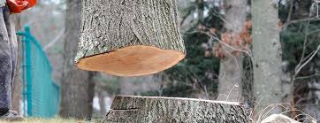 Best Tree Health Inspection  in Mayville, ND