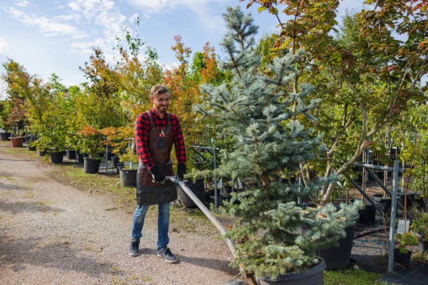 Trusted Mayville, ND  Tree Services Experts