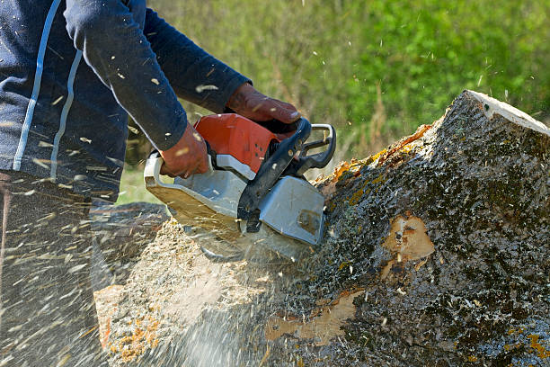 Seasonal Cleanup (Spring/Fall) in Mayville, ND